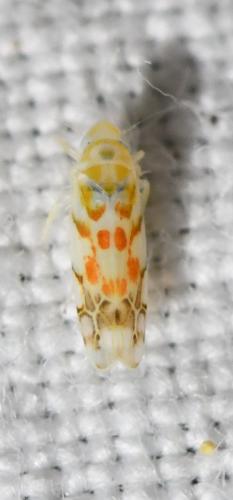 Réf. 303 085 : Typhlocyba quercus